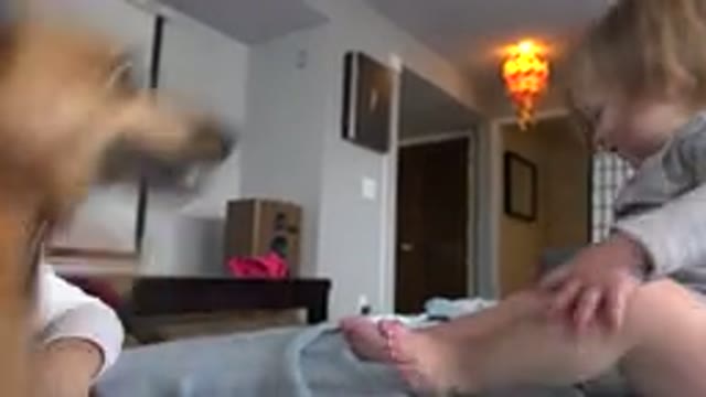 WESTMINSTER COLORADO-2015: A Big Brown Dog Jumps Onto A Bed With A Child And