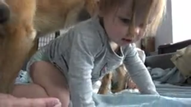 WESTMINSTER COLORADO-2015: Brown Dog Licks Face of Crawling Baby Wearing Grey