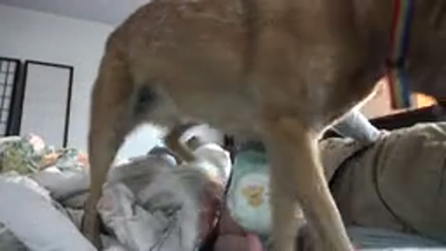 WESTMINSTER COLORADO-2015: Dog Standing Over Diapered Baby Making Him Fall Down