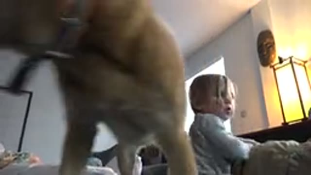 WESTMINSTER COLORADO-2015: Baby Child Plays Happily With Angry Dog Without Tail