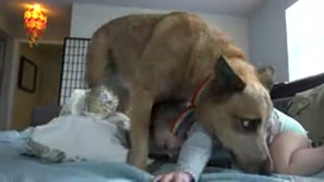 WESTMINSTER COLORADO-2015: Cute Dog Playing With Toddler On Mattress