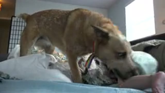 WESTMINSTER COLORADO-2015: Cute Brown Dog With Leash Playing With Cute Baby On Bed