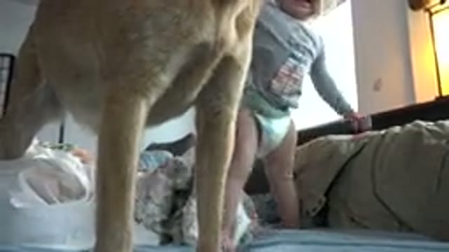 WESTMINSTER COLORADO-2015: Toddler Gently Pushes Pet Dog on Bed and Both Fall