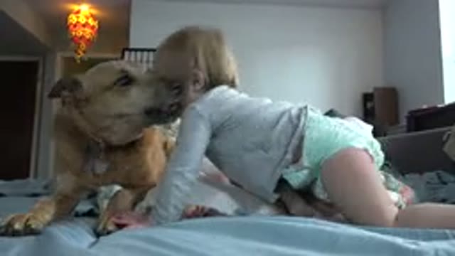 WESTMINSTER COLORADO-2015: Brown Dog Pushes Infant Wearing Green Shirt Down Onto White Blanket