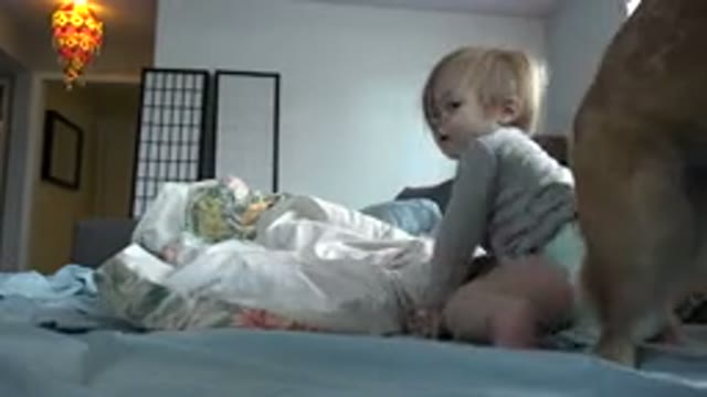 WESTMINSTER COLORADO-2015: Dog Plays Gently With Baby