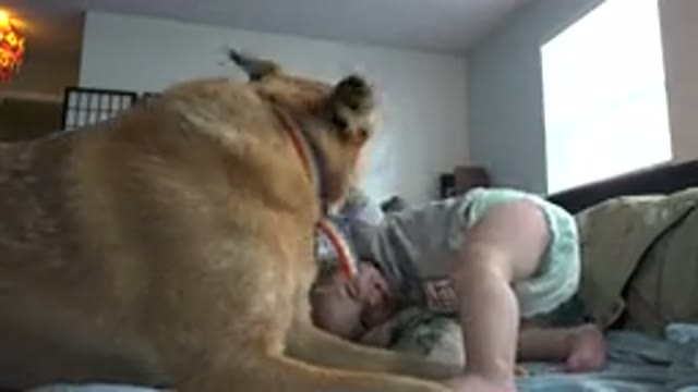 WESTMINSTER COLORADO-2015: Dogs Are Super Sweet Animals And Love To Play With