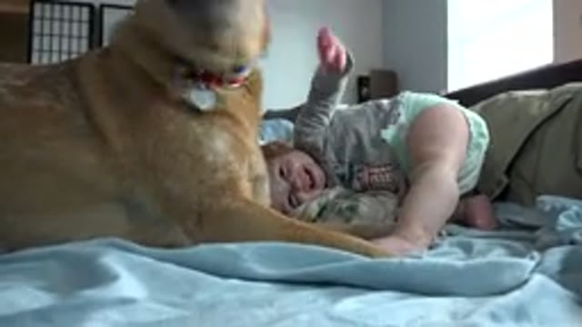 WESTMINSTER COLORADO-2015: Mom Enjoys Watching Dog and Baby Having a Good Time