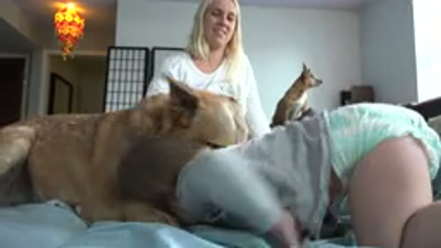 WESTMINSTER COLORADO-2015: Mother Watches Her Son And Dog Having Fun On The Bed
