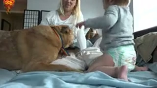 WESTMINSTER COLORADO-2015: Woman And Two Brown Dogs Play With Cheerful Baby Girl