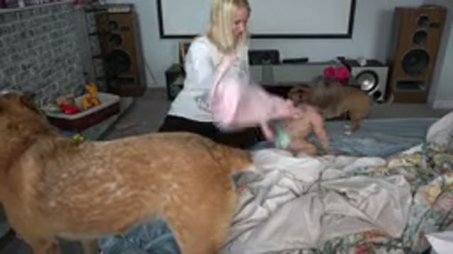 WESTMINSTER COLORADO-2015: A Mother Changing Her Baby's Clothes With Her Dogs