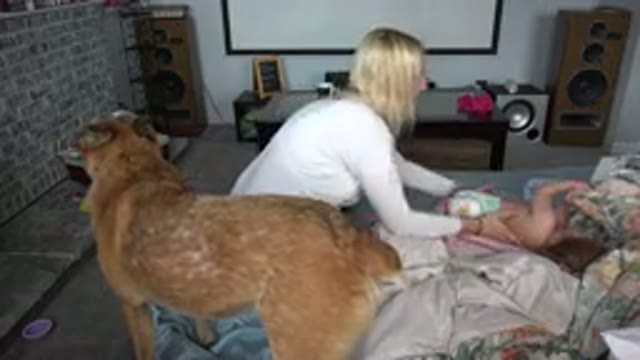WESTMINSTER COLORADO-2015: Baby Diaper Change with Dog