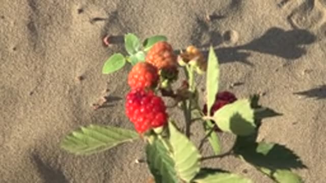 SAN CARLOS BCS MEXICO-2022: Raspberry Plant with Berries on Sandy Beach