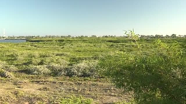 SAN CARLOS BCS MEXICO-2022: Gentle Breeze Stirring Field Vegetation