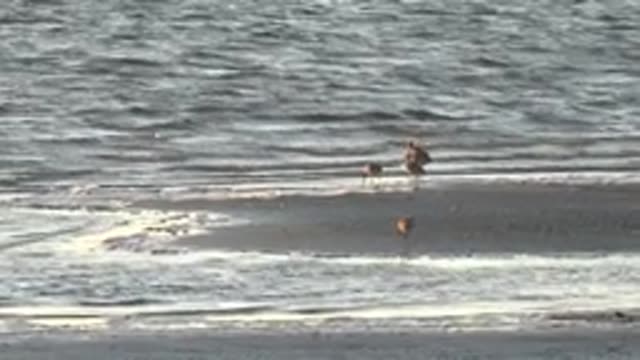 SAN CARLOS BCS MEXICO-2022: Shorebirds Foraging on a Sandy Beach