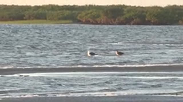 SAN CARLOS BCS MEXICO-2022: Seagulls Floating and Moving in Shallow Coastal Water