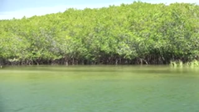 SAN CARLOS BCS MEXICO-2022: Mangrove Forest Along Calm Waterway