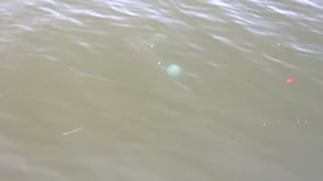 MULEGE BCS MEXICO-2022: Rippling Water Surface with Floating Debris
