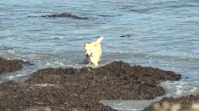 LA BOCANA BCS MEXICO-2022: White Dog Explores Rocky Coastal Shore