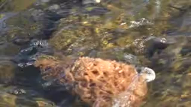 LA BOCANA BCS MEXICO-2022: Noodles in Shallow Water Being Washed Away