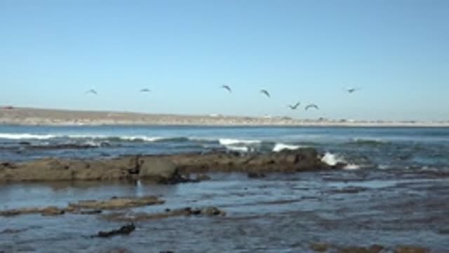 LA BOCANA BCS MEXICO-2022: Seagulls Soaring Over Rocky Coastline