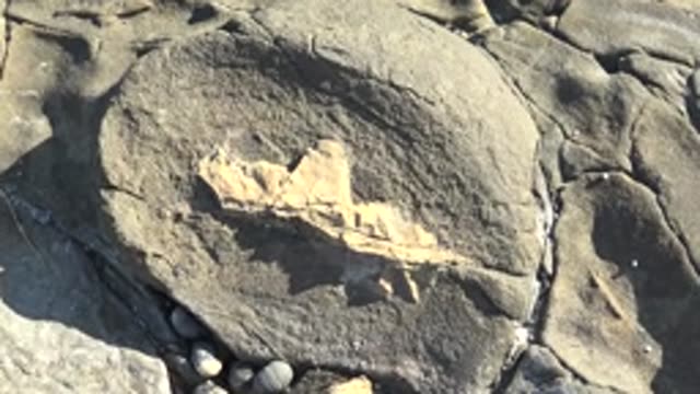 LA BOCANA BCS MEXICO-2022: Fossil-Embedded Rock with Camera Pulling Back