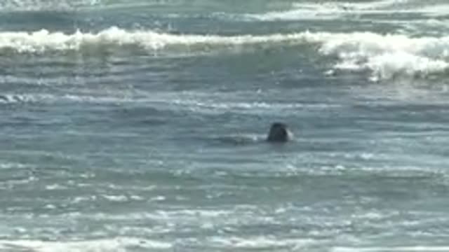 LA BOCANA BCS MEXICO-2022: Seals Surfacing and Swimming in Ocean Waves