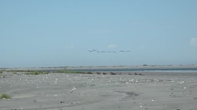 LA BOCANA BCS MEXICO-2022: Flock of Seagulls Soaring Over Sandy Shore