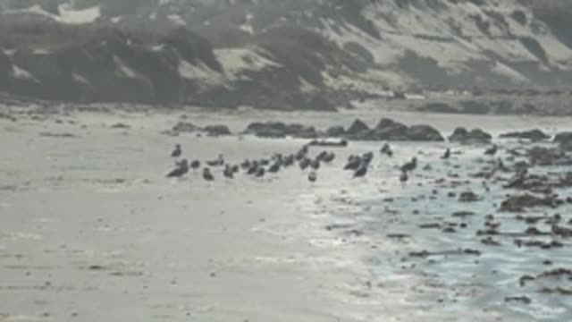 LA BOCANA BCS MEXICO-2022: Flock of Birds Moving Along the Sandy Shore