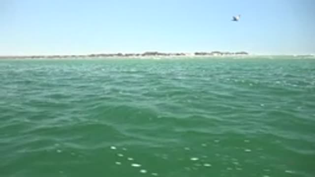 LA BOCANA BCS MEXICO-2022: Ocean Waves with Seabirds Flying Over Shore