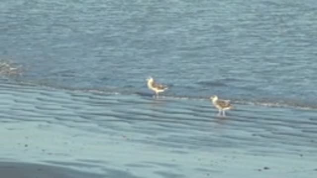 LA BOCANA BCS MEXICO-2022: Two Seagulls Wading in Shallow Beach Water
