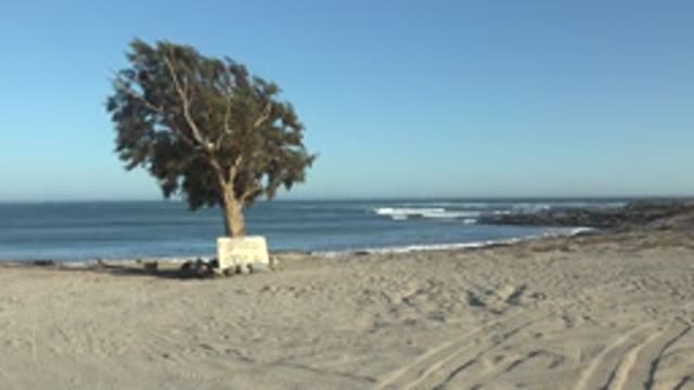 LA BOCANA BCS MEXICO-2022: Beach Tree and Bench with Camera Dive to Sand