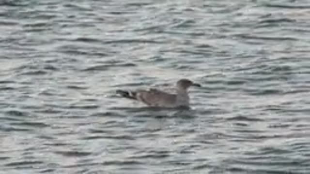 BAHIA DE LOS ANGELES BCS MEXICO-2022: Seagull Floating on Calm Water Surface