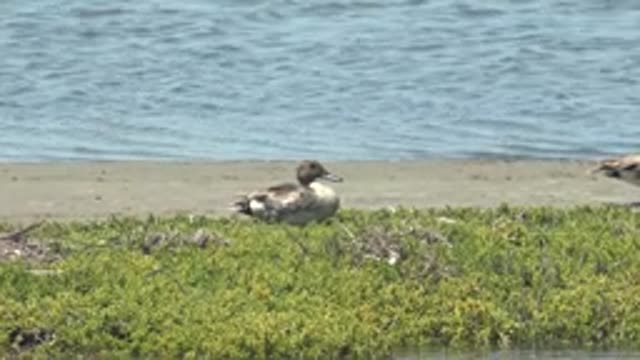 GUERRERO NEGRO BCS MEXICO-2022: Ducks Resting on the Shore near Calm Water