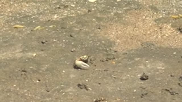 GUERRERO NEGRO BCS MEXICO-2022: Crab Crawling on Sandy Shore