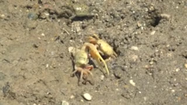 GUERRERO NEGRO BCS MEXICO-2022: Crab Entering a Hole in the Sand