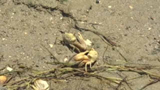 GUERRERO NEGRO BCS MEXICO-2022: Crab Burrowing Into Sandy Shore