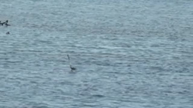 GUERRERO NEGRO BCS MEXICO-2022: Wading Bird Dipping for Prey in Shallow Water