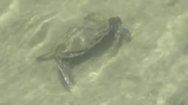 GUERRERO NEGRO BCS MEXICO-2022: Blue Crab Moving in Shallow Clear Water