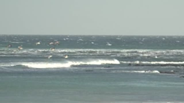 LA BOCANA BCS MEXICO-2022: Seagulls and Surfer Over Ocean Waves