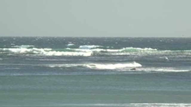 LA BOCANA BCS MEXICO-2022: Surfer Navigating Ocean Waves with Seagulls Flying