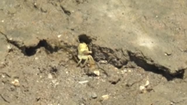 GUERRERO NEGRO BCS MEXICO-2022: Crab Emerging From Burrow on Sandy Ground