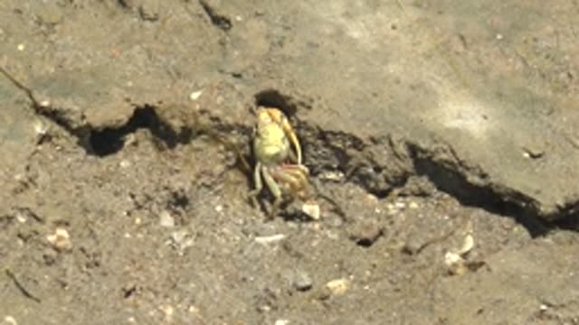 GUERRERO NEGRO BCS MEXICO-2022: Crab Emerging From a Burrow in Muddy Ground