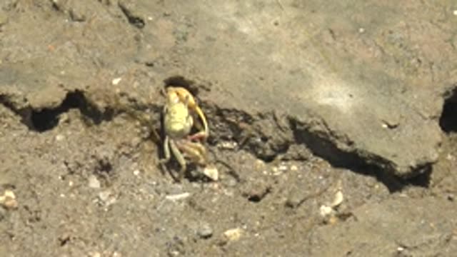 GUERRERO NEGRO BCS MEXICO-2022: Crab Emerging From Burrow on Muddy Shore