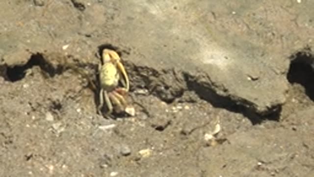 GUERRERO NEGRO BCS MEXICO-2022: Crab Emerging From Burrow on Muddy Shore