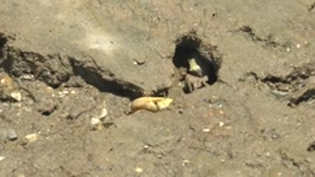 GUERRERO NEGRO BCS MEXICO-2022: Fiddler Crab Emerging From Burrow in Muddy Terrain