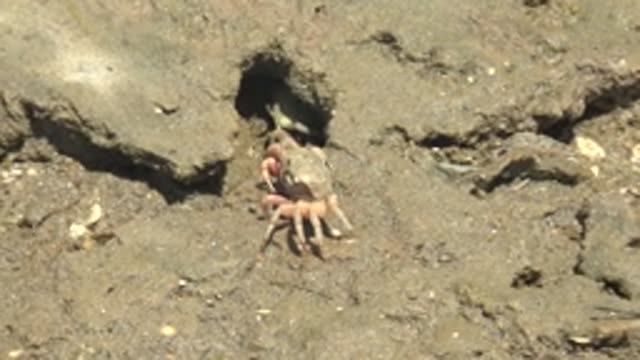GUERRERO NEGRO BCS MEXICO-2022: Crab Emerging From Burrow and Crawling on Mud