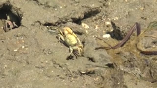 GUERRERO NEGRO BCS MEXICO-2022: Crab Crawling on Wet Sandy Shore