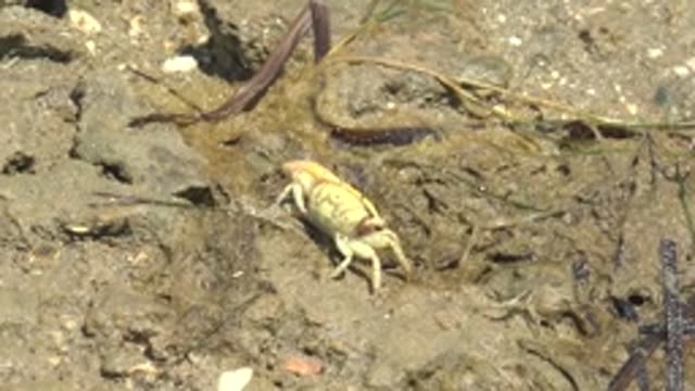 GUERRERO NEGRO BCS MEXICO-2022: Crabs Crawling on Muddy Mudflat