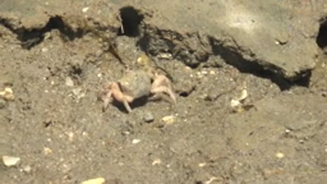 GUERRERO NEGRO BCS MEXICO-2022: Small Crab Entering Burrow on Muddy Ground