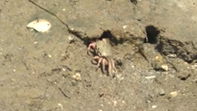 GUERRERO NEGRO BCS MEXICO-2022: Small Crab Emerging From Burrow on Muddy Shore